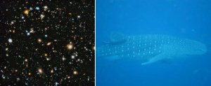 The Hubble Ultra Deep Field and a Whale Shark